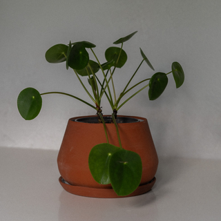 Laja Planter with Saucer - Medium - With Money Plant